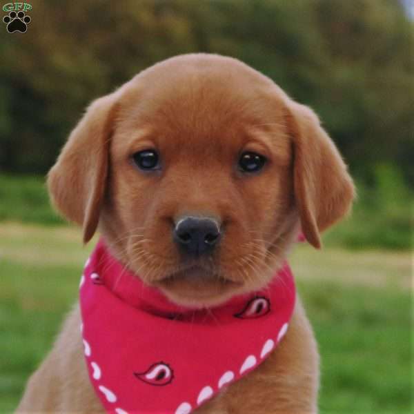 Summer Belle, Fox Red Labrador Retriever Puppy